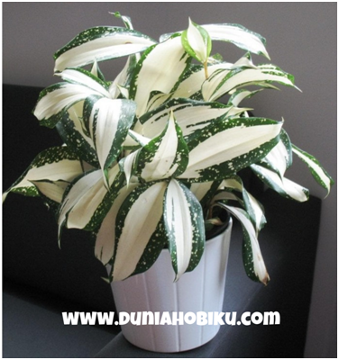 Dracaena Milky way