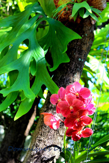 Orange Red Bloom