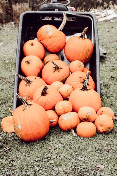 Pumpkins in the wagon!