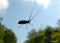 Picked up a hitchhiker on the windshield