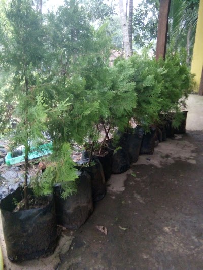 Photos of Bibit Sengon