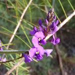 False Sarsparilla (Hardenbergia Violacea) adds a splash of colour July-October (164494)