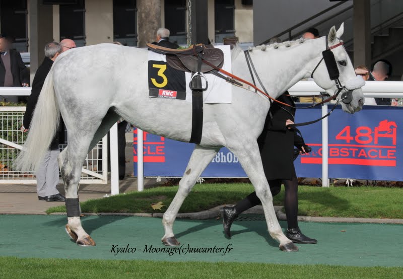 Photos Auteuil 8-11-2015 (48h de l'obstacle) IMG_6824