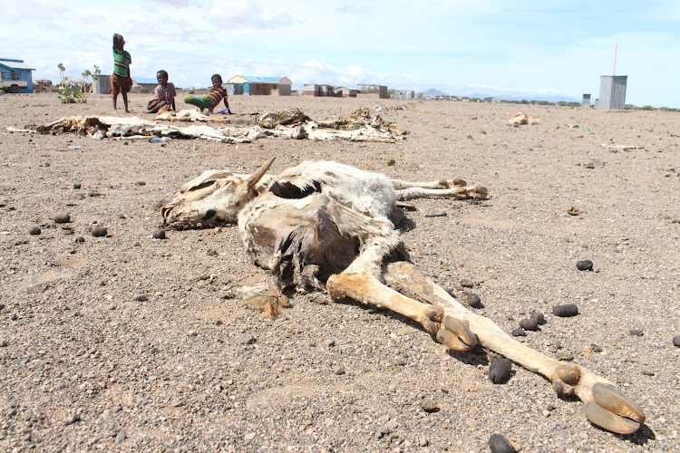 Carcasses of goats and their younger ones that died due to ongoing drought are seen at Bubisa village, North Horr, Marsabit county, on April 30