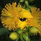 St. John's Wort