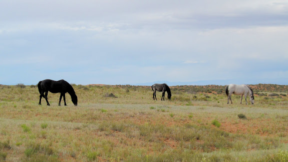 Grazing horses seen on the drive out