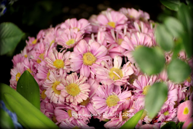 Pink blooms