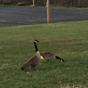 Goose/Geese