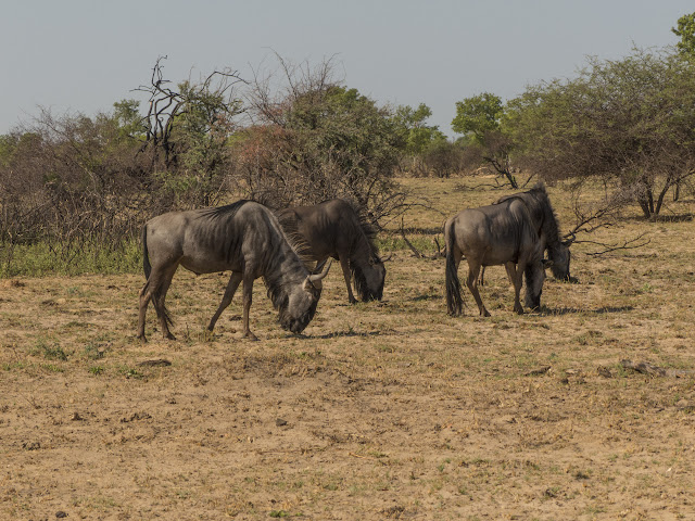 Botswana et Zimbabwe en octobre BotsZim_Oct2015_466