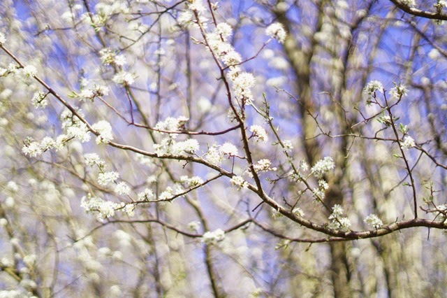 foxley wood Norfolk in spring