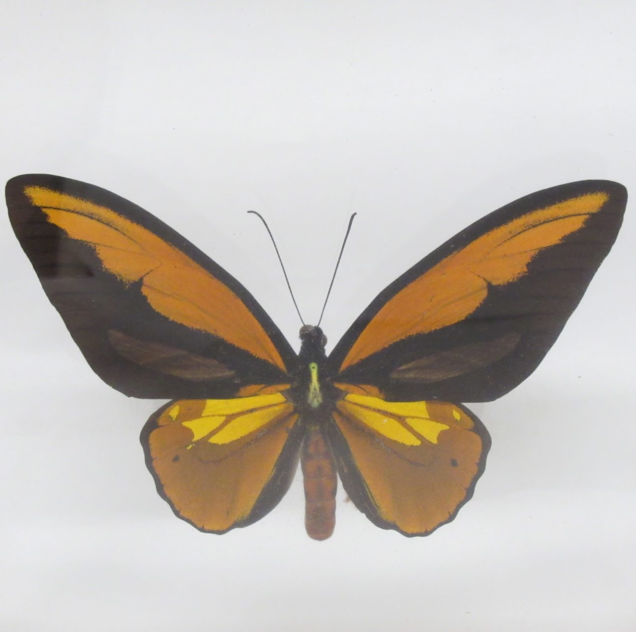 Ornithoptera Indonesia Butterfly Specimen