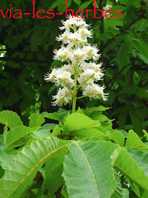 Fleur de marronnier, Aesculus hippocastanum, famille: Hippocastanacées fleur de marronnier.jpg