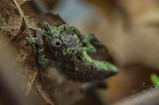 Rhampholeon acuminatus 0.1 juvenil Rhampholeon acuminatus 0.1 juvenil