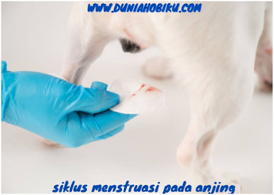 siklus menstruasi pada anjing