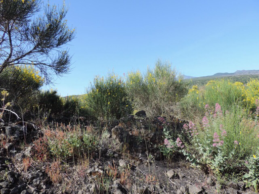 Etna, noordhelling.