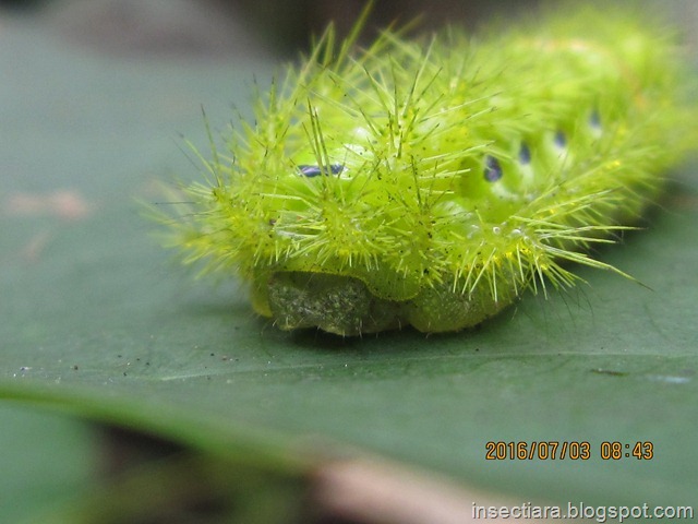 Ulat dari family Limacodidae