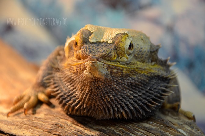 Grizzly (06) in der HäutungPogona vitticeps