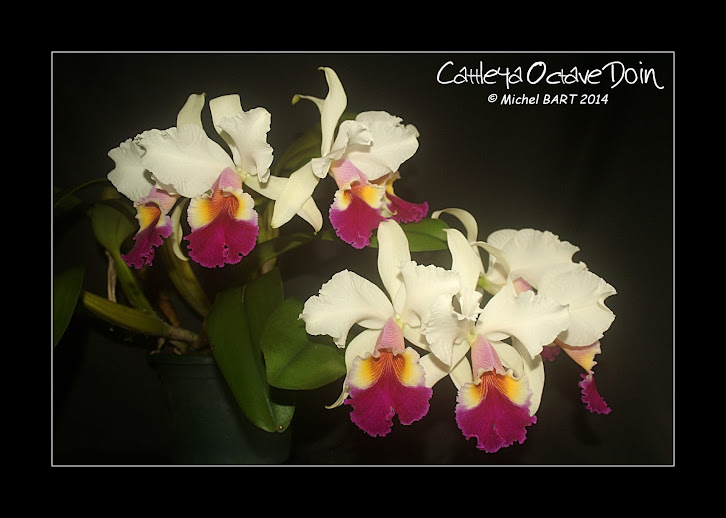 Cattleya Octave Doin Cattleya_Octave%2BDoin