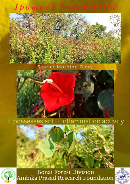 Ipomoea hederifoliaBelongs to Convolvulaceae family.