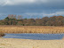 Reedbeds on Easton Broad