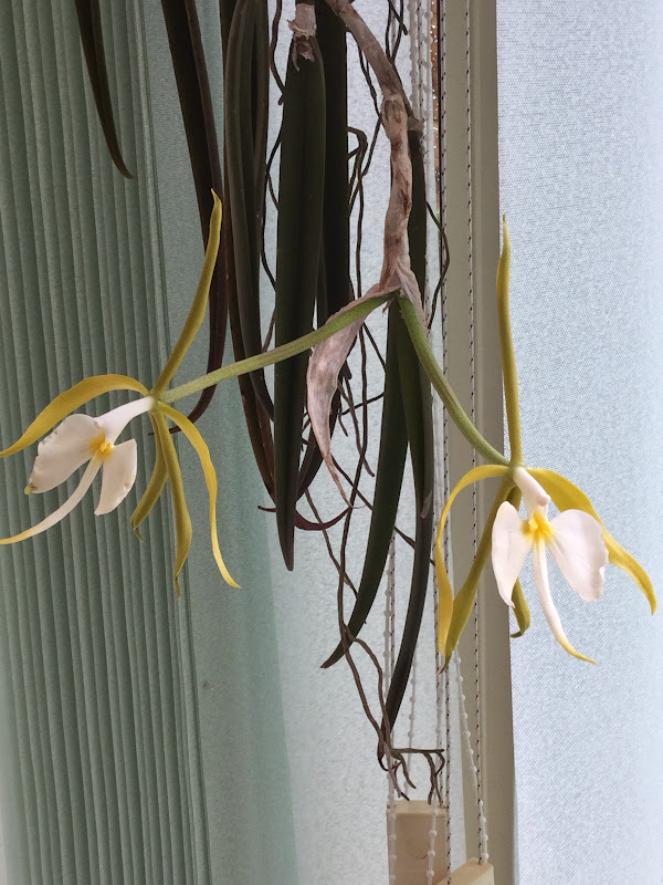 Epidendrum parkinsonianum Image