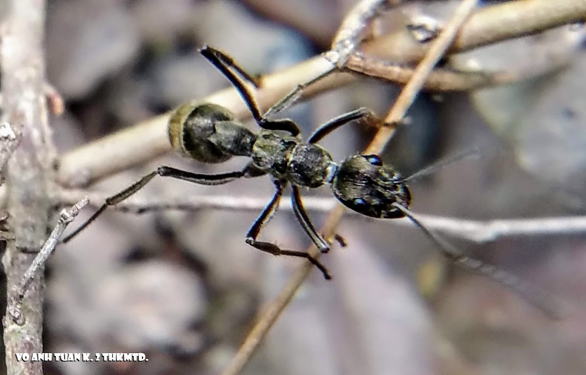 Indian queenless ant