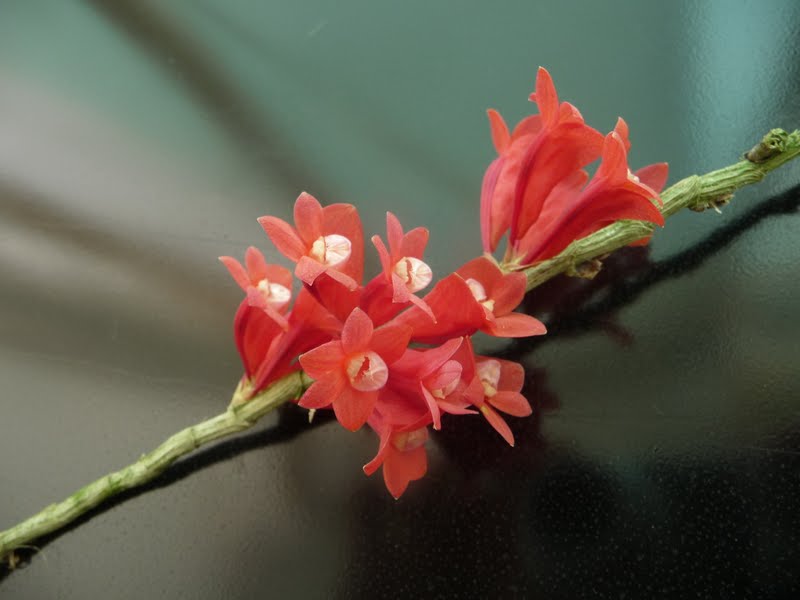 Dendrobium lawesii "rouge" P1160782