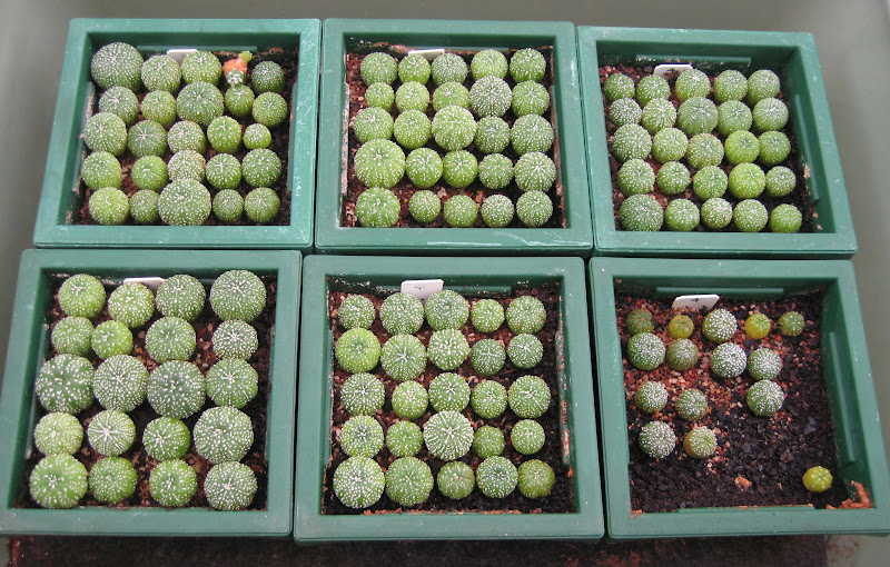 Hana's cactus seedlings in 2015/2016 - Page 3 IMG_2050