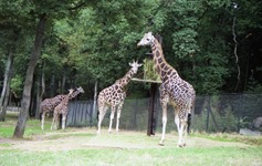 1990.09.21-092.06 girafes