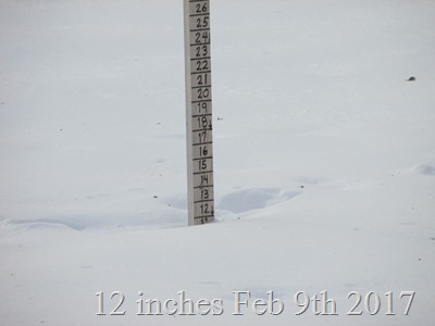 12 inches Feb 9th 2017