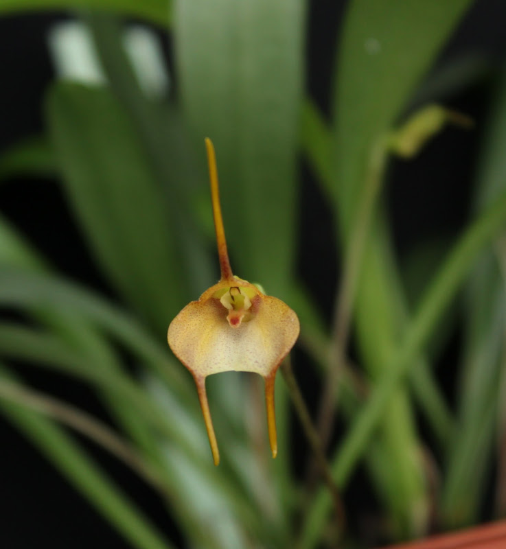 Masdevallia floribunda IMG_4105