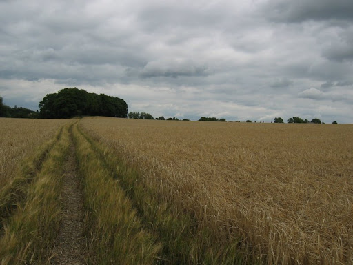 walk 31 near glynde 