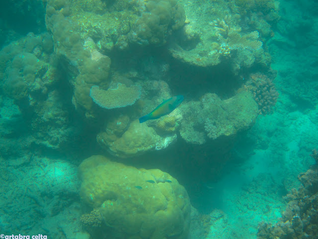 NAVEGANDO POR LAS ISLAS WHITSUNDAYS Y LA GRAN BARRERA DE CORAL - AUSTRALIA: UNA AVENTURA DE CONTRASTES (7)