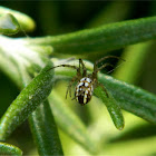 Cricket-bat orb weaver