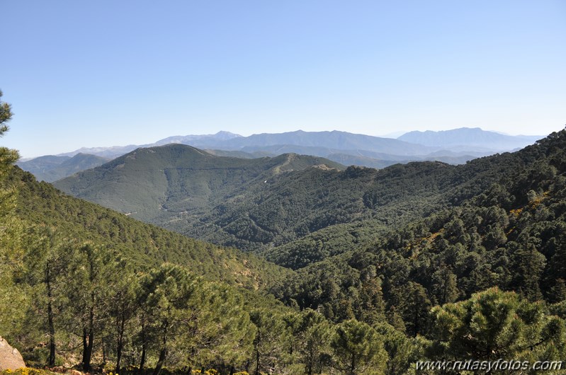 Los Reales de Sierra Bermeja