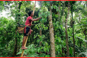 সিলেটের পান রপ্তানি হবে ব্রিটেনে 