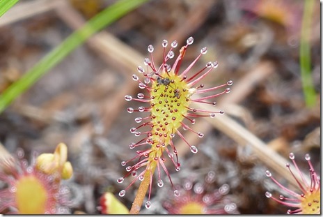 nl_eastport_ochre_hill_sundew2