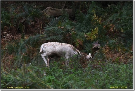 Bradgate Park - October