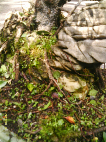 Ficus Microcarpa Tiger Bark pra reforma... - Página 2 IMAG0192