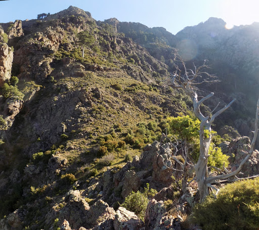 La pente sous le pin depuis le piton rocheux escaladé