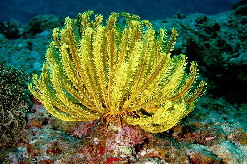 Comanthus. Zanpa, Okinawa. 8m.