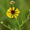 Purple-headed Sneezeweed