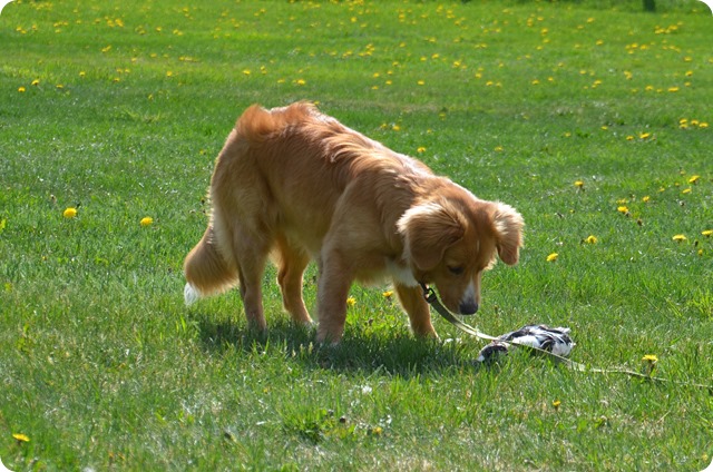 DSC_0215 DSC_0215