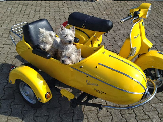 https://lh3.googleusercontent.com/-4GPstSau72k/UkceVSda64I/AAAAAAAAAzU/NL_rQ0WoDqs/s640/Vespa%2520Sidecar.jpg