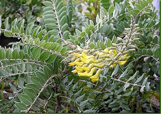 Sophora tomentosa 3