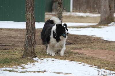 Chance playing ball