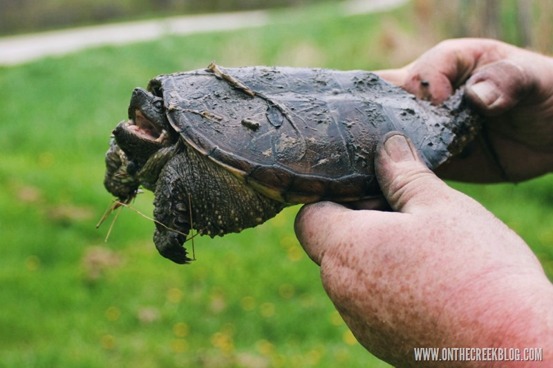 Snapping Turtle