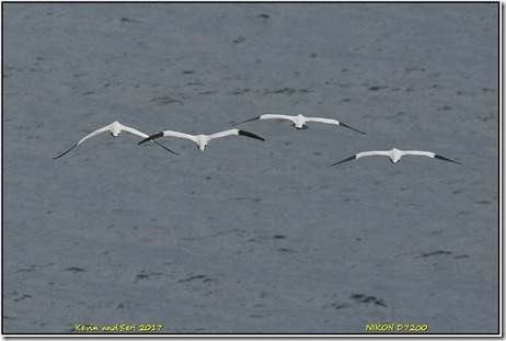 Bempton Cliffs - August