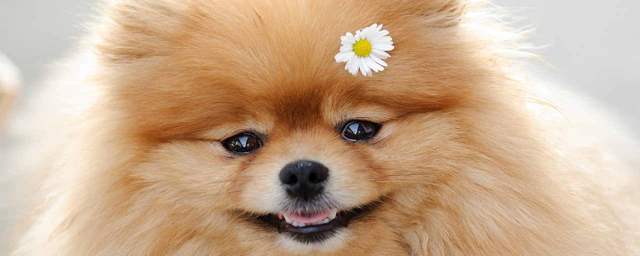 Pomeranian Wallpaper Preview image 1