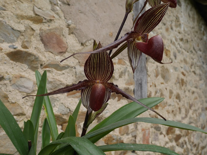 Paphiopedilum rothschildianum 'Sam's Choice' x 'MM Best' P1100534